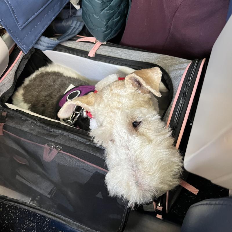 Enjoying a Delta flight in cabin!
