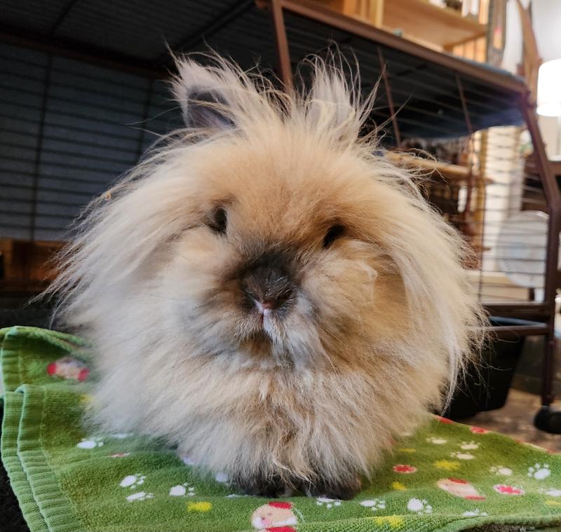 CAREFRESH Small Animal Bedding, Natural, 60L, bundle of 2