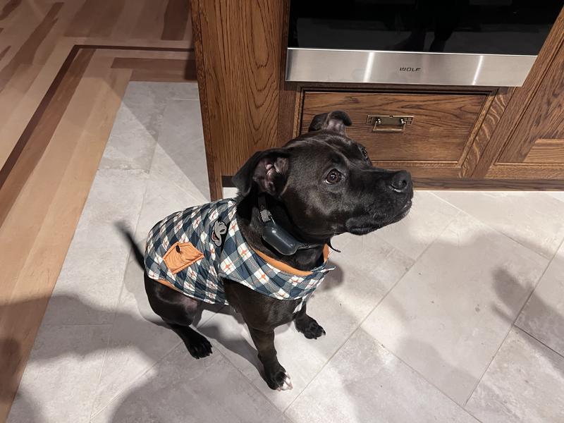 Disney Lightweight Mickey Quilted Bomber Dog & Cat Jacket