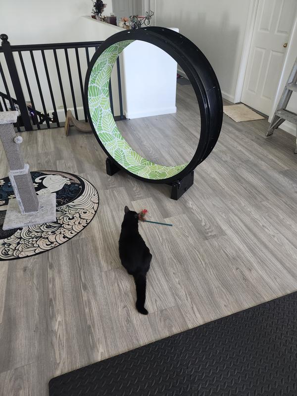 Discount Code One Fast Cat Exercise Wheel Gen 48 Inches