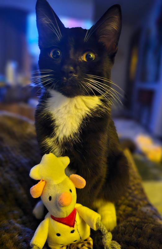 Buddy