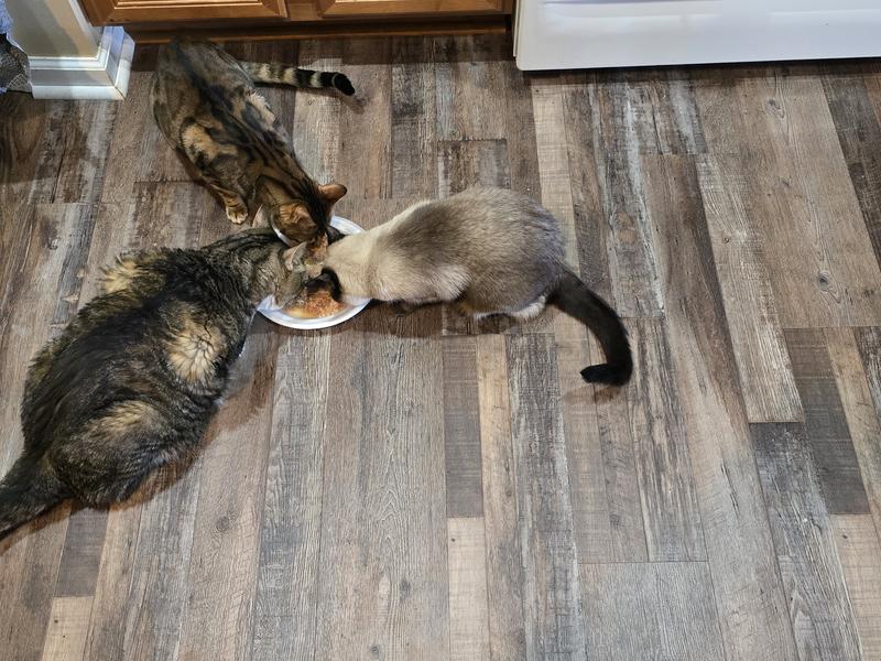 1 cat, 2 cat, 3 cat, gone