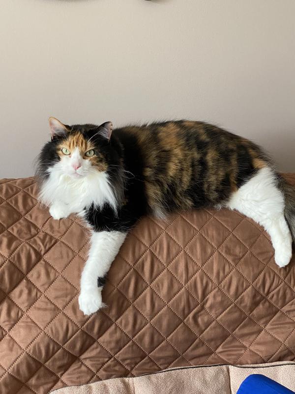 Cleo, relaxing on the couch 😻