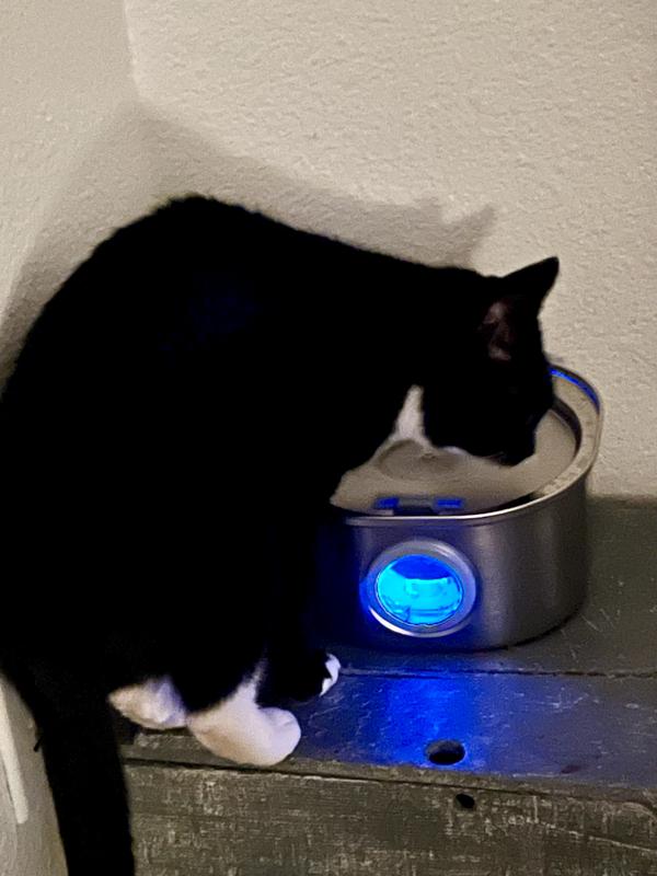 I thought putting it up higher might be more comfortable for them but maybe I'll just leave it on the floor.