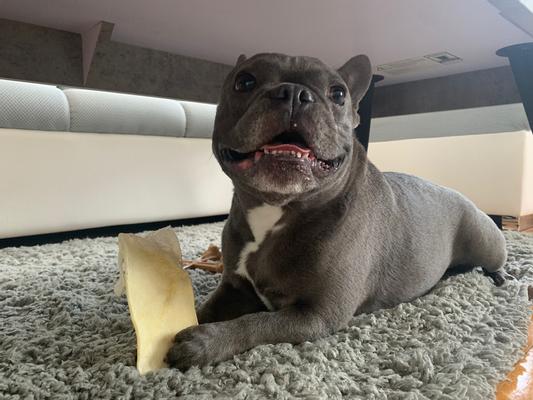 Pro plan dental chews sales