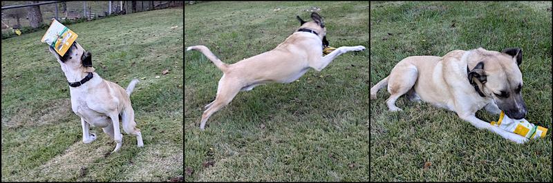 Freeze Dried Pineapple Treat Time!