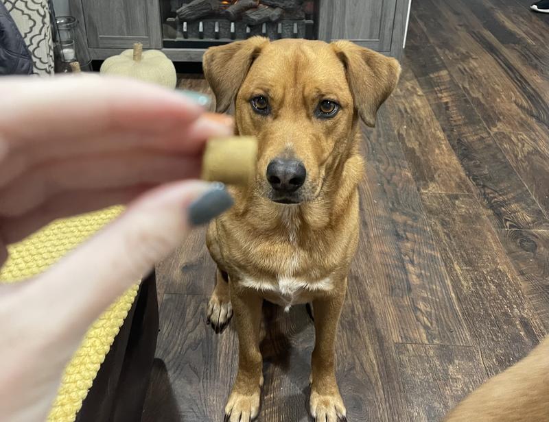 Small, chewy sized pieces!