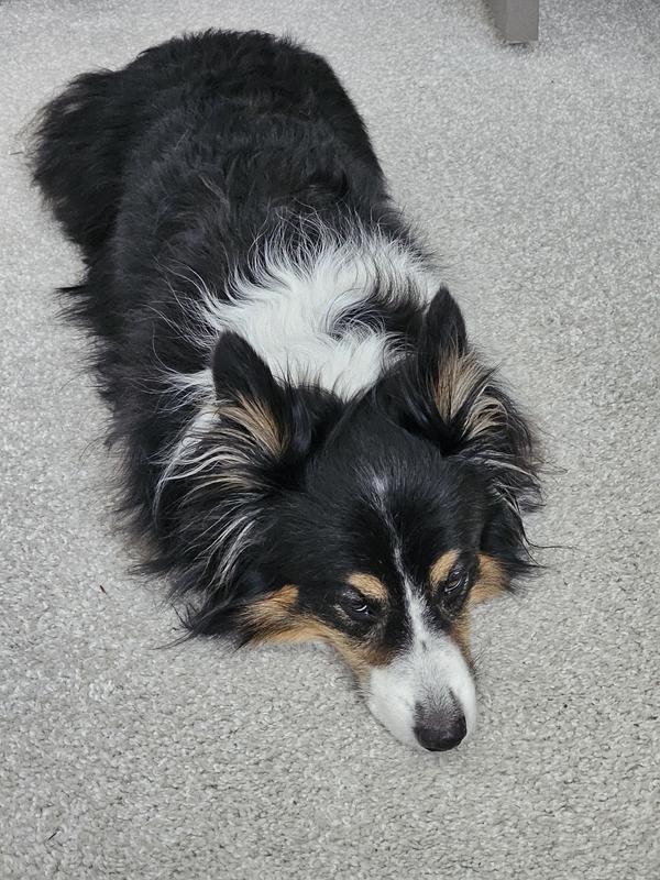 a fluffy black, white, and brown corgi laying down on her belly, legs tucked under her belly and fur. her eyes are half-lidded and she looks like a sleepy torpedo.