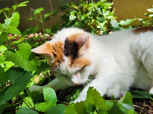 She loves fresh grown catnip!