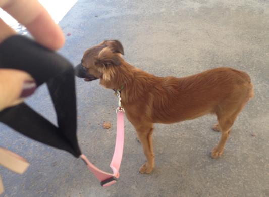 Doxie Love Nylon Dog Leashes 6 Foot Leash, 1 - Kroger