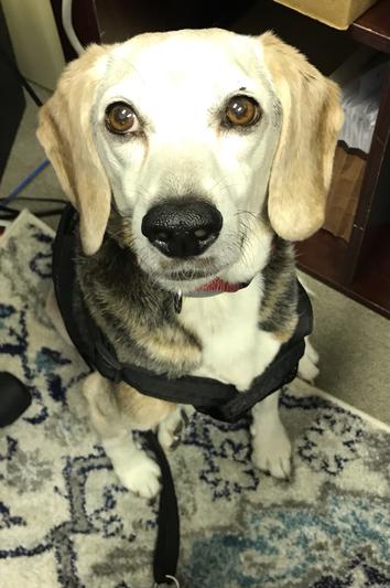 Max the stubborn and finicky beagle