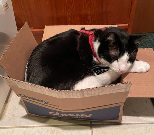 No box is too small for a cat nap.