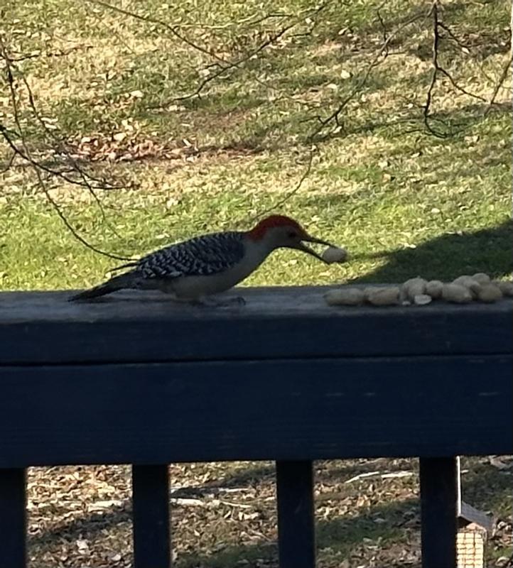 Woodpecker and peanuts