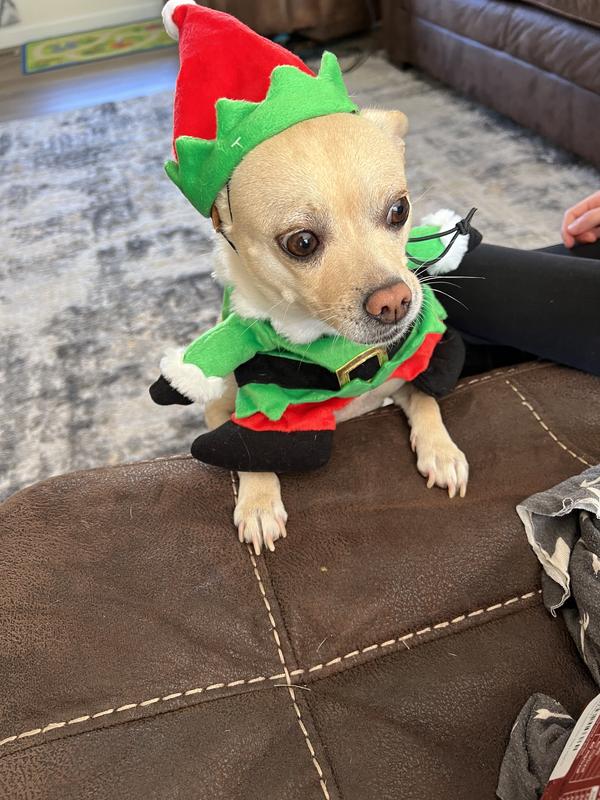 Walking elf shop dog costume