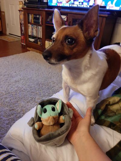 Size of toy against lady hand and small Jack Russell pup