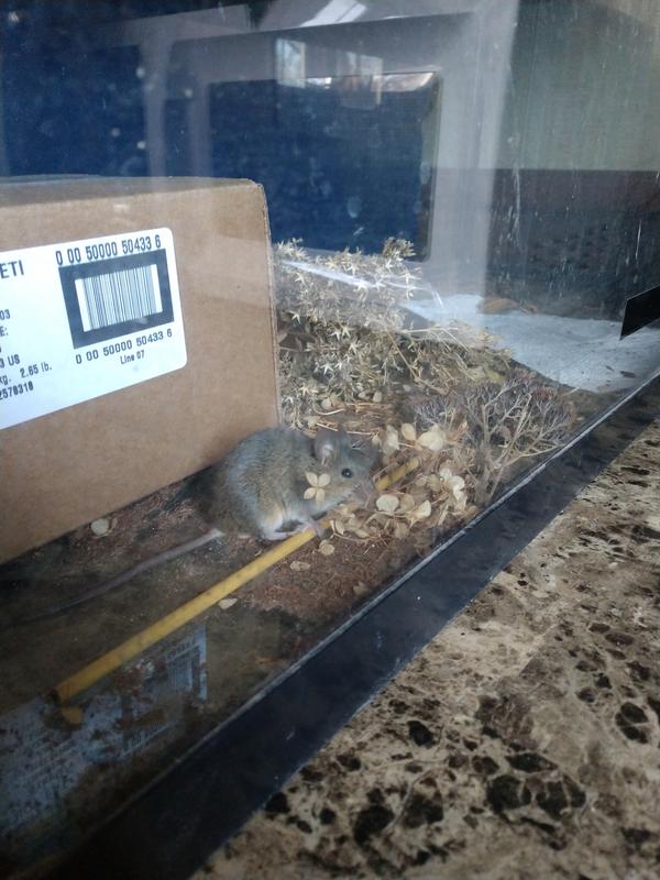 House mouse
