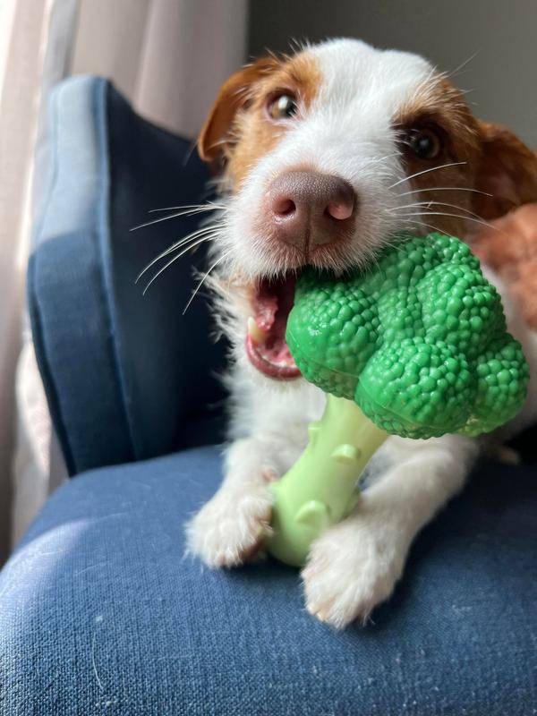 NYLABONE Power Chew Broccoli Dog Toy Bacon Cheese, Large