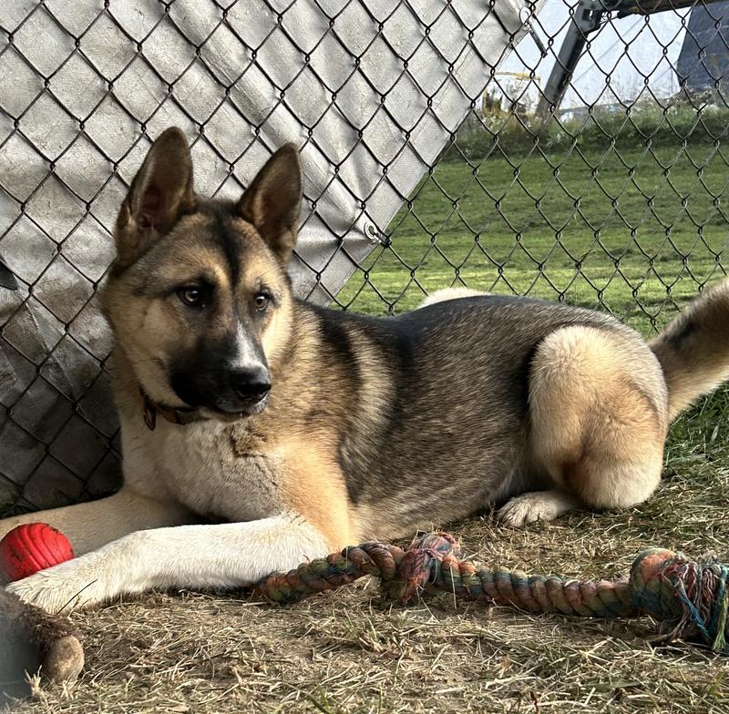 PLAYOLOGY Beef Extreme Tough Dual Layer Ball Dog Chew Toy, Red, Large