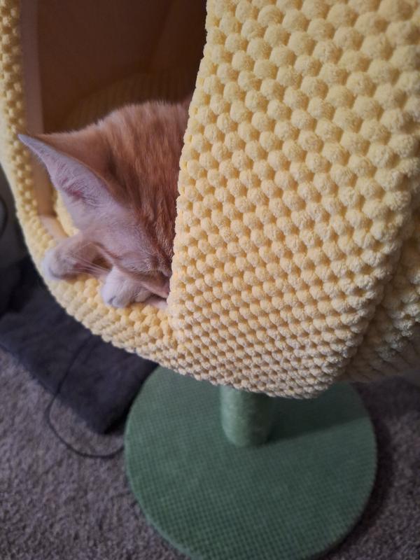 Little Dean likes to sleep in his pineapple.  🍍