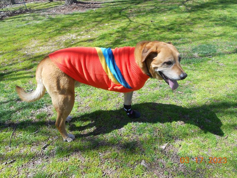 My good looking tripaw in his new sweater.