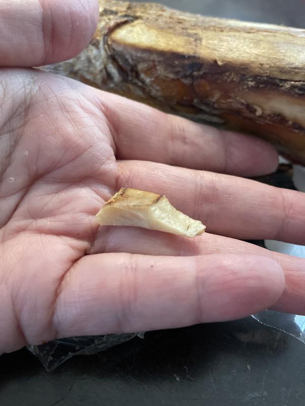 That is actually a piece of bone that has already broken off