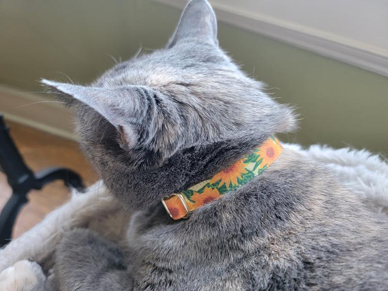 Beautiful new sunflower collar