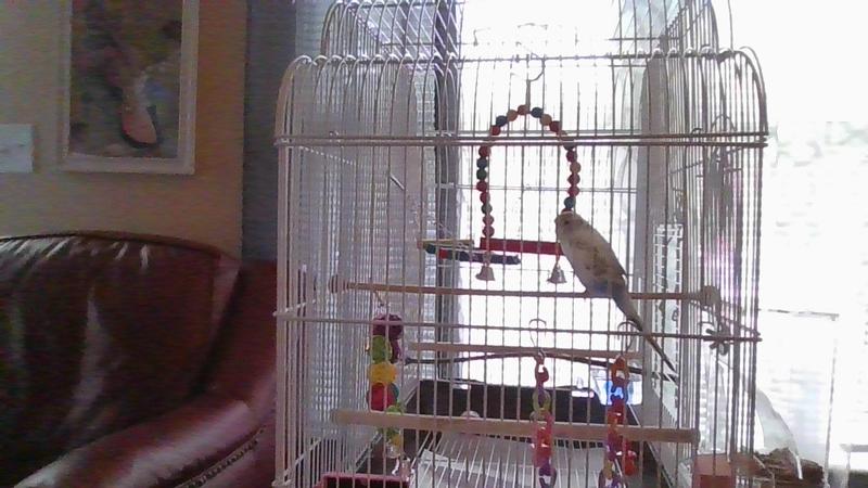 Shor-tee in his new home from uncle "Chewy".