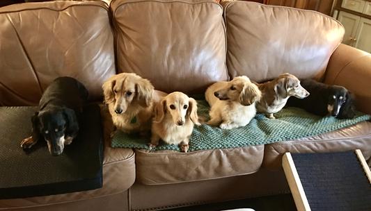 The last dog on the left was visiting !