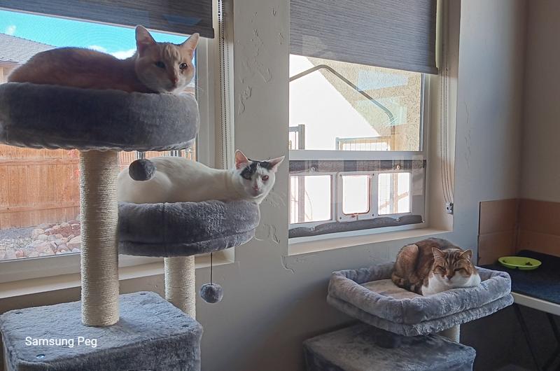 Kokopelli on top, Komet is white and Klondike is on the big bed.