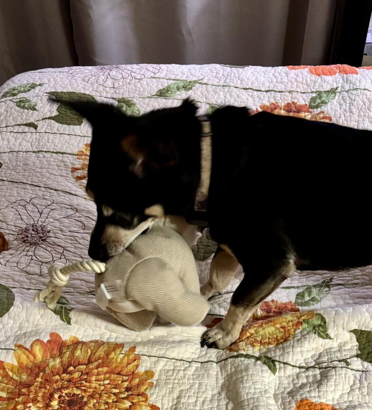 Kimchi enjoying his new fox