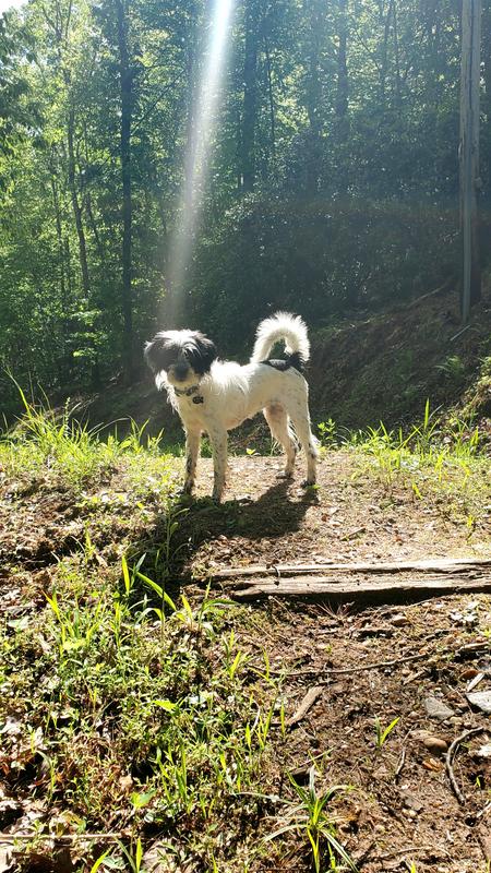 Guppy enjoying the outdoors protected from fleas and ticks.