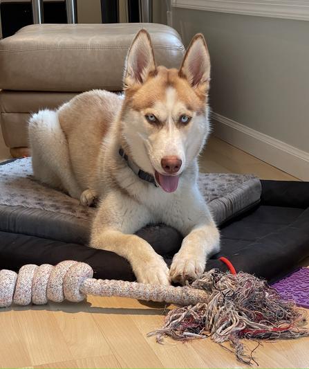 Zeus - siberian Husky