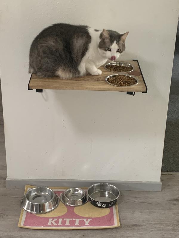 Cat on sale feeding shelf