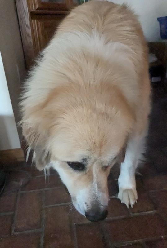 Babe chowing down on a treat.  They take a while for her to eat.