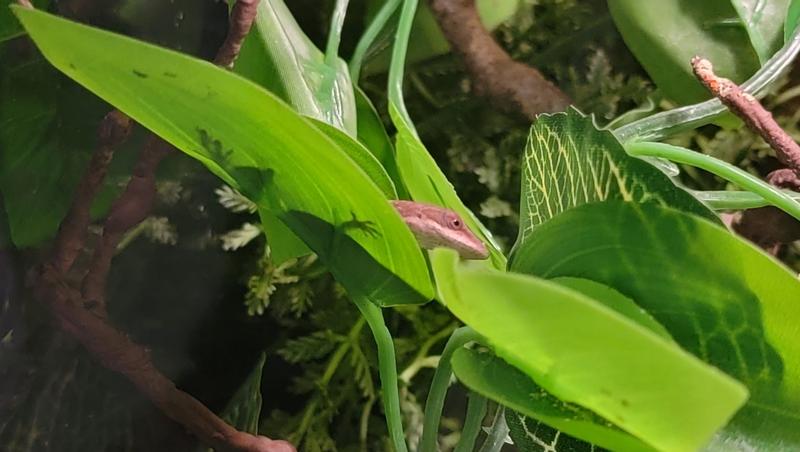 current resident