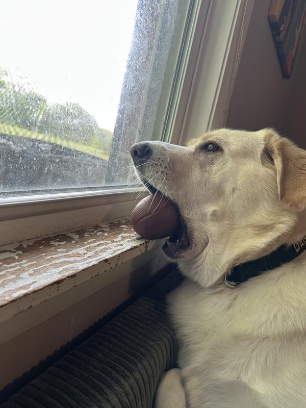 On guard but needs to have her toy