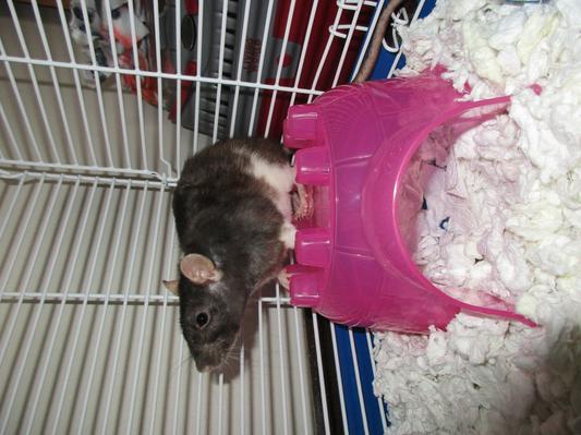 petite female rat with a size mini igloo