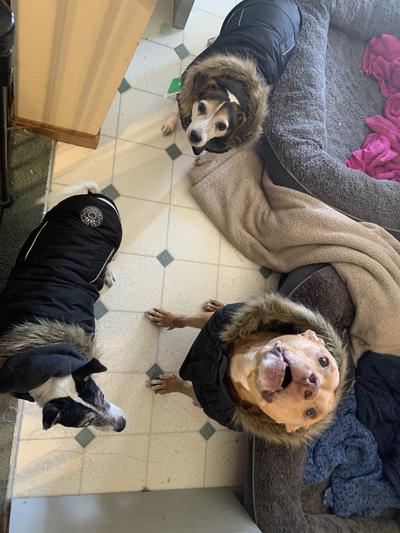 My three girls in winter jackets!