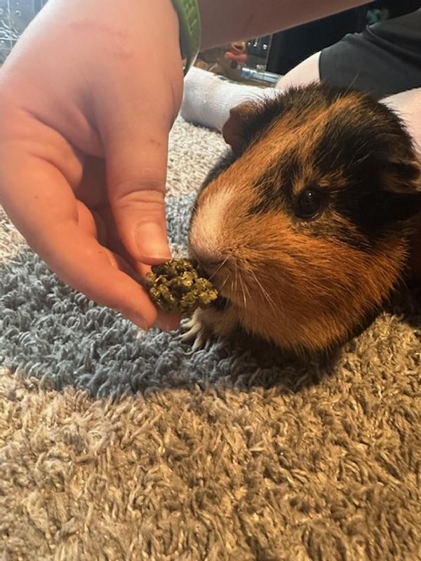 Leo deciding to take a bite