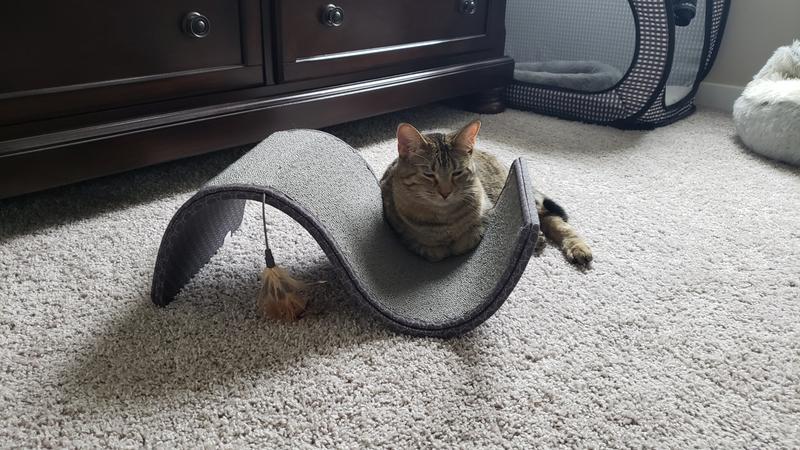 Scroll cat clearance scratcher