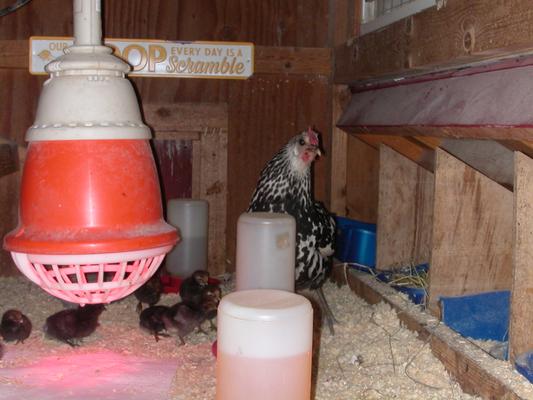 Safe in their coop from the rafters in the barn.