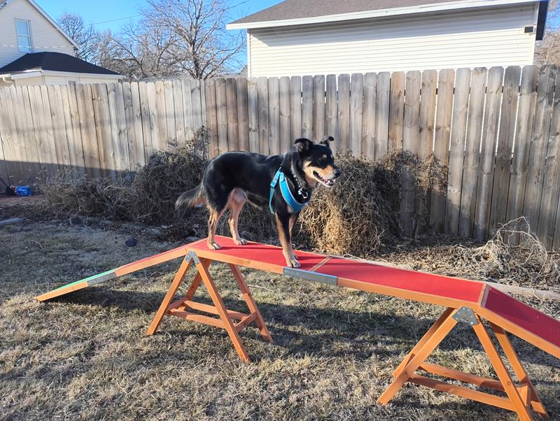 Oogy doing this item.