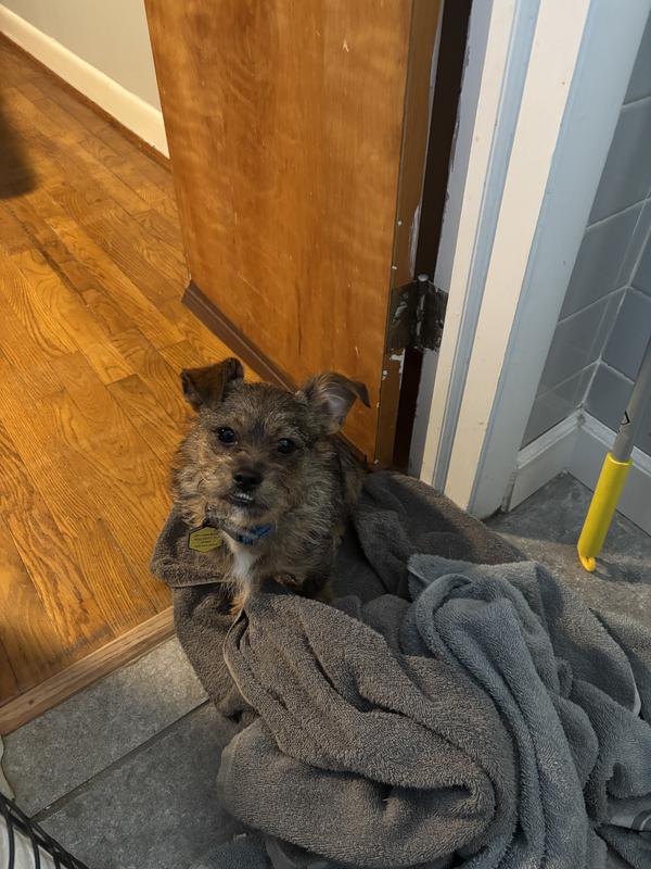 The puppy in training