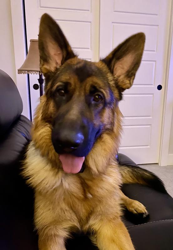 Old Mother Hubbard biscuits are my (GSD),  Maverick's favorite