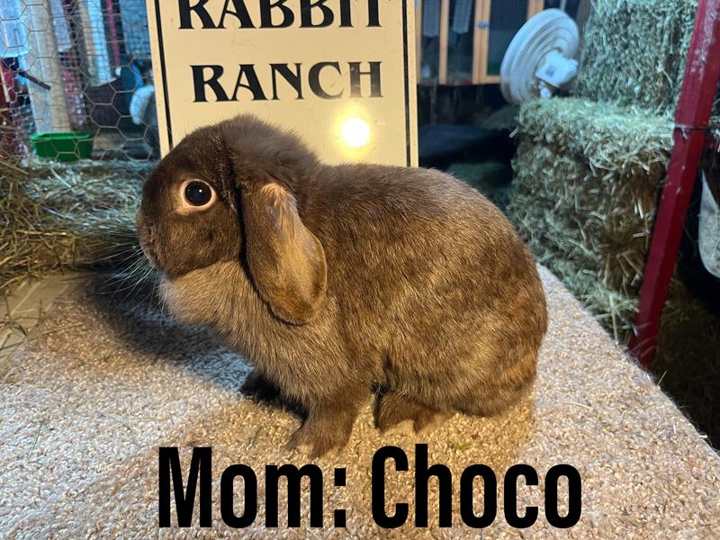 See the shine on this mama!