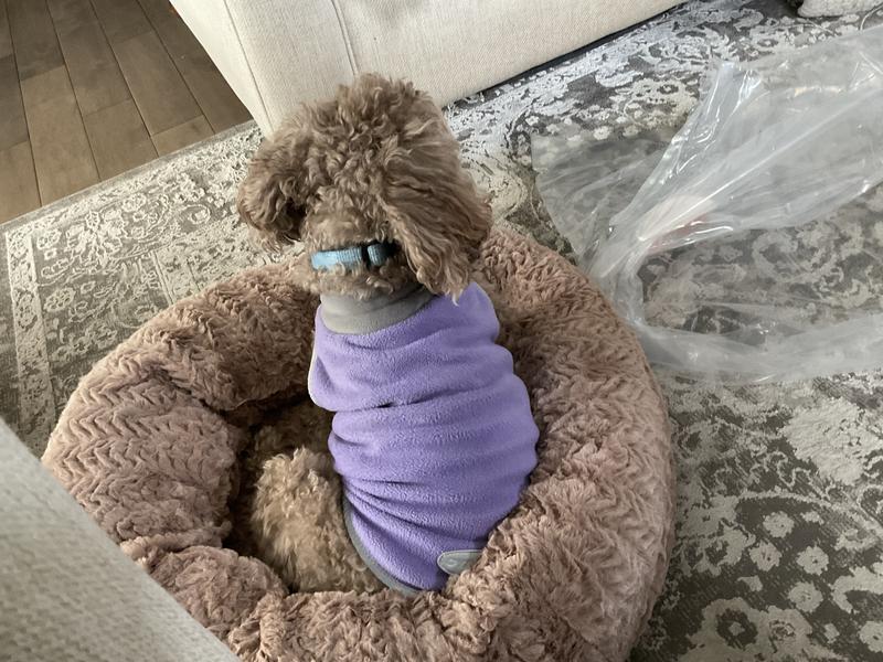 Barely had it out of the wrapper when he jumped in!