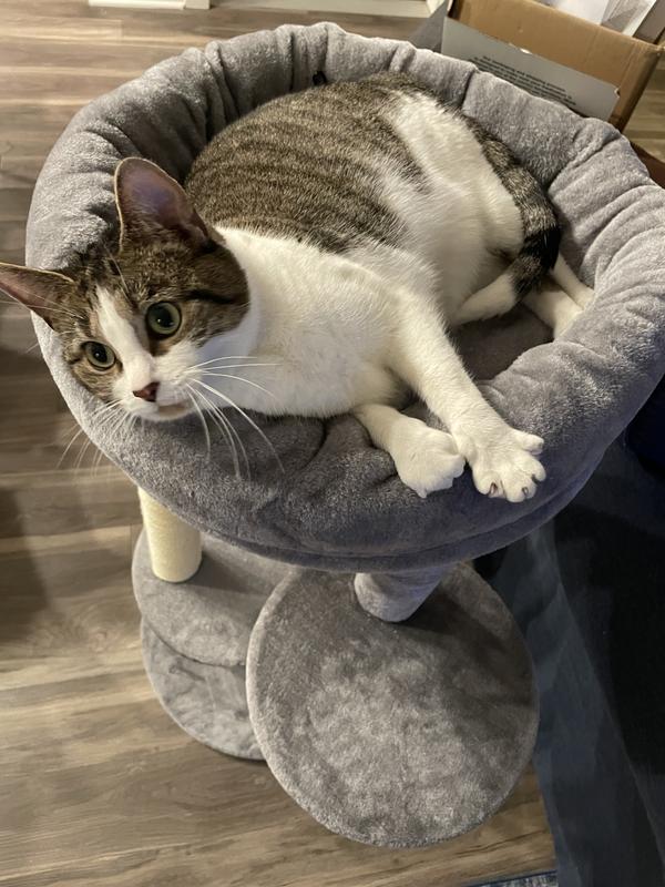 Enjoying her cuddly bed