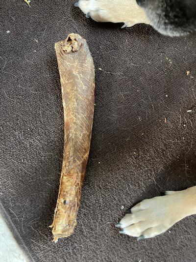 Actual rib that was sent