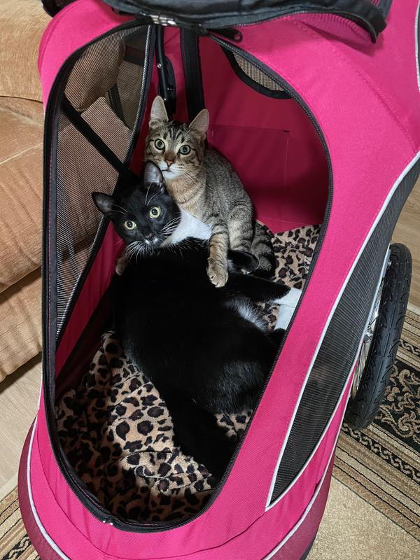 Getting ready for their stroll.