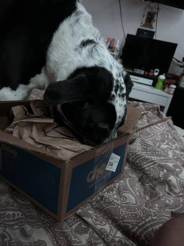 Pup knows her Chewy box!